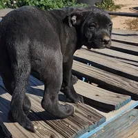 Ebony F, a female American Mastiff for sale in Maricopa, AZ – Photo 9 of 10