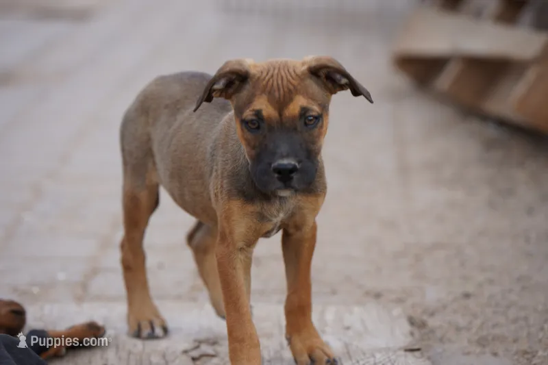 Midnight Fawn F – American Mastiff puppy for sale in Maricopa, AZ