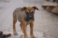 Midnight Fawn F, a female American Mastiff for sale in Maricopa, AZ – 1 of 10