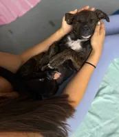 Midnight Brindle F, a female American Mastiff for sale in Maricopa, AZ – 2 of 10