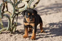 Rott M1, a male Rottweiler for sale in Maricopa, AZ – 2 of 6