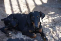 Dobie Blk F Diabla, a female Doberman Pinscher for sale in Maricopa, AZ – 4 of 5