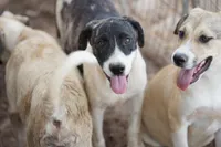 Bansky (Pinto), a female Siberian Husky and American Mastiff for sale in Maricopa, AZ – 1 of 7