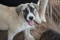 Bansky (B1), a female Siberian Husky and American Mastiff for sale in Maricopa, AZ – 7 of 10
