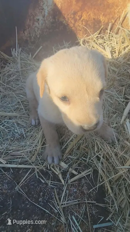 Coon Champagne F – American Mastiff puppy for sale in Maricopa, AZ