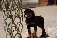 Rott (Chanel M), a male Rottweiler for sale in Maricopa, AZ – 4 of 10