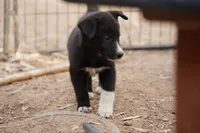 McNabsky M black, a male Siberian Husky and McNab Shepherd for sale in Maricopa, AZ – 2 of 10