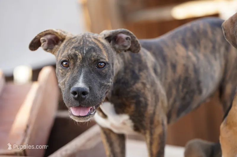Bandogge (BrindM) – American Mastiff puppy for sale in Maricopa, AZ