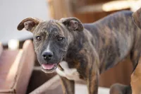 Bandogge (BrindM), a male American Mastiff for sale in Maricopa, AZ – 3 of 10