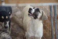Bansky (B1), a female Siberian Husky and American Mastiff for sale in Maricopa, AZ – 9 of 10