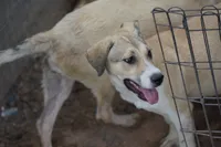 Bansky (B2), a female Siberian Husky and American Mastiff for sale in Maricopa, AZ – 2 of 10