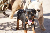 Rott (GenM2), a male Rottweiler for sale in Maricopa, AZ – 3 of 9