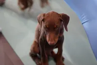 Dobie Red M, a male Doberman Pinscher for sale in Maricopa, AZ – 8 of 9