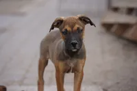 Midnight Fawn F, a female American Mastiff for sale in Maricopa, AZ – 4 of 10