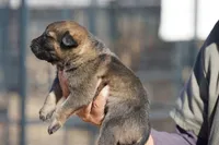 Mali M, a male Belgian Malinois for sale in Maricopa, AZ – Photo 1 of 5
