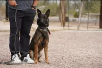 Mali M, a male Belgian Malinois for sale in Maricopa, AZ – Photo 5 of 5