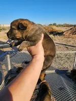 Mali M, a male Belgian Malinois for sale in Maricopa, AZ – Photo 2 of 5