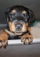 Lucy, a female Rottweiler for sale in Maricopa, AZ – 6 of 10