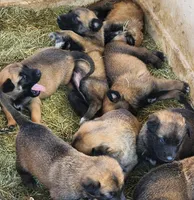 Ronin M, a male Belgian Malinois for sale in Maricopa, AZ – Photo 6 of 10