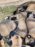 Ronin M, a male Belgian Malinois for sale in Maricopa, AZ – Photo 2 of 10