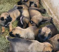 Ronin M, a male Belgian Malinois for sale in Maricopa, AZ – Photo 10 of 10