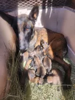 Ronin M, a male Belgian Malinois for sale in Maricopa, AZ – Photo 7 of 10