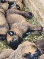 Ronin M, a male Belgian Malinois for sale in Maricopa, AZ – Photo 4 of 10