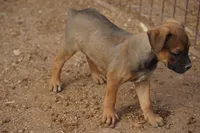 Midnight Fawn F, a female American Mastiff for sale in Maricopa, AZ – 5 of 8