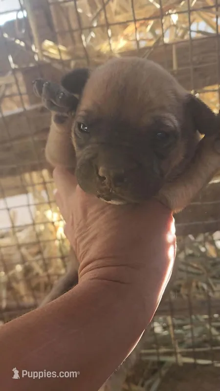 Midnight Fawn F – American Mastiff puppy for sale in Maricopa, AZ