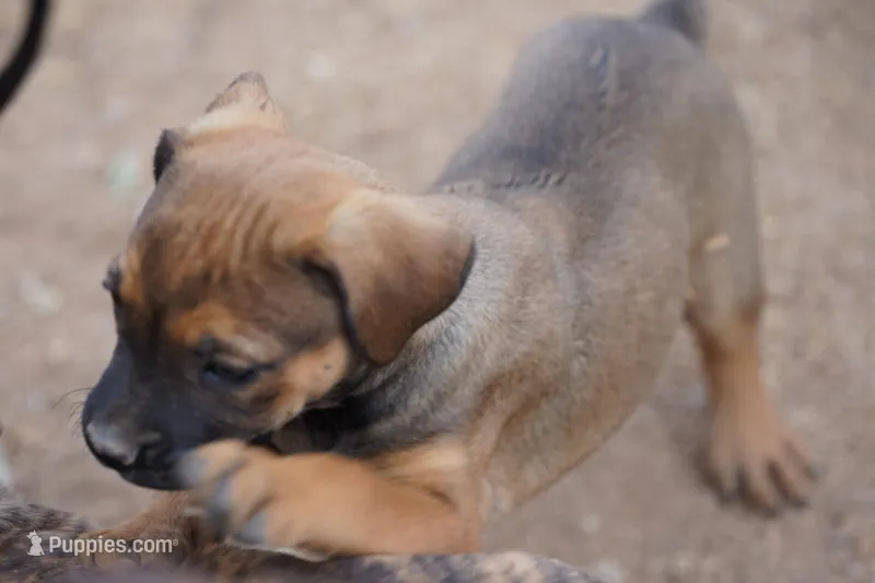 Midnight Fawn F – American Mastiff puppy for sale in Maricopa, AZ