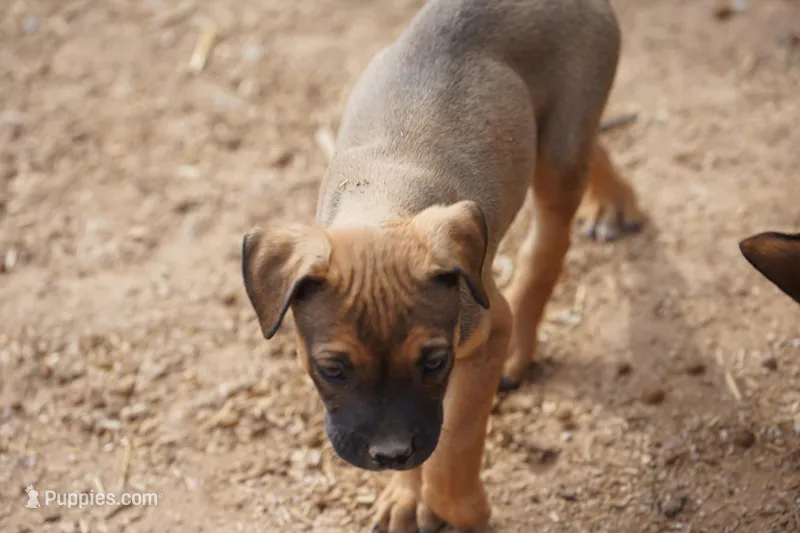 Midnight Fawn F – American Mastiff puppy for sale in Maricopa, AZ