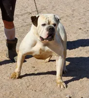 Midnight Fawn F, a female American Mastiff for sale in Maricopa, AZ – 8 of 8
