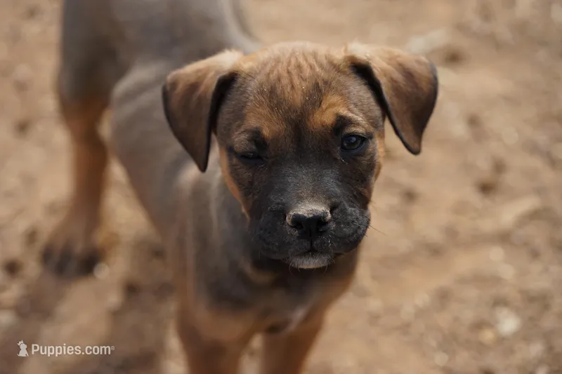 Midnight Fawn F – American Mastiff puppy for sale in Maricopa, AZ