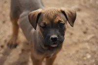 Midnight Fawn F, a female American Mastiff for sale in Maricopa, AZ – 2 of 8