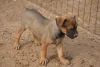 Midnight Fawn F, a female American Mastiff for sale in Maricopa, AZ – 3 of 8