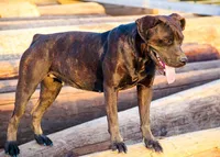 Midnight Brindle F, a female American Mastiff for sale in Maricopa, AZ – 6 of 9