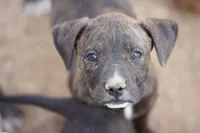 Midnight Brindle F, a female American Mastiff for sale in Maricopa, AZ – 9 of 9