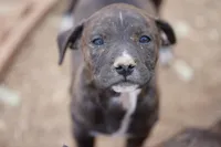 Midnight Brindle F, a female American Mastiff for sale in Maricopa, AZ – 5 of 9