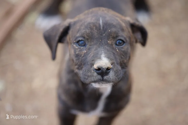 Midnight Brindle F – American Mastiff puppy for sale in Maricopa, AZ