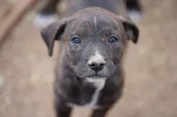 Midnight Brindle F, a female American Mastiff for sale in Maricopa, AZ – 1 of 9