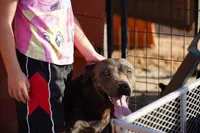 Midnight Brindle F, a female American Mastiff for sale in Maricopa, AZ – 7 of 9