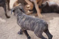 Midnight Brindle F, a female American Mastiff for sale in Maricopa, AZ – 3 of 9