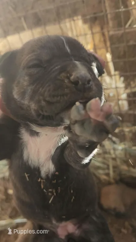 Midnight Brindle F – American Mastiff puppy for sale in Maricopa, AZ