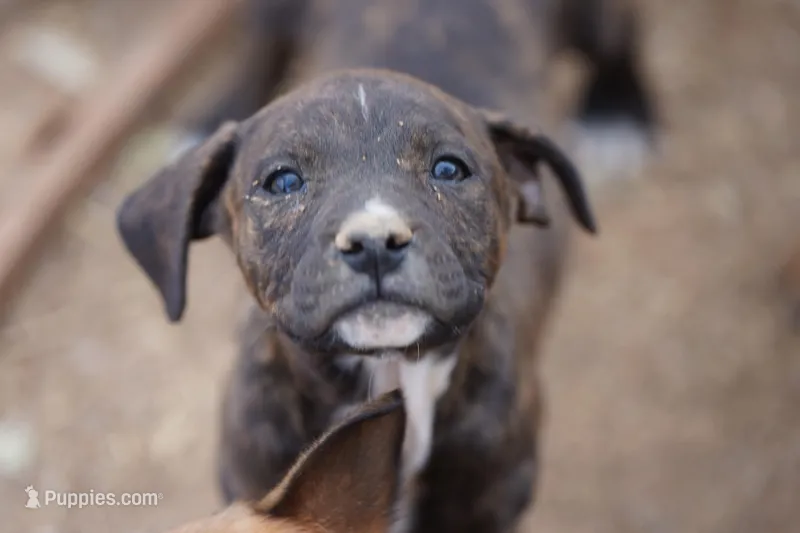 Midnight Brindle F – American Mastiff puppy for sale in Maricopa, AZ