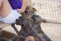Midnight Brindle F, a female American Mastiff for sale in Maricopa, AZ – 4 of 9