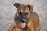 Bandogge (Aubrey), a female American Mastiff for sale in Maricopa, AZ – 2 of 10