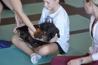 Meleys, a female Rottweiler for sale in Maricopa, AZ – 9 of 10