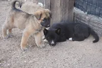 McNabsky M sable, a male Siberian Husky and McNab Shepherd for sale in Maricopa, AZ – 3 of 10