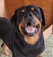 Lucy, a female Rottweiler for sale in Maricopa, AZ – 8 of 10