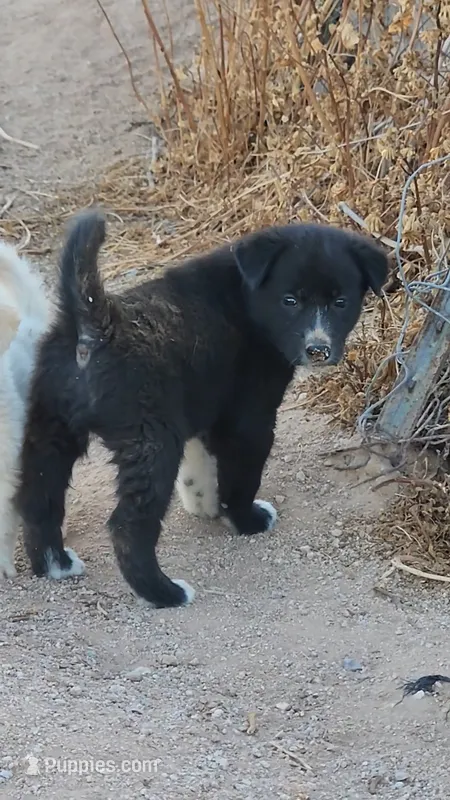 McNabsky M black – Siberian Husky, McNab Shepherd puppy for sale in Maricopa, AZ